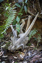 Northern Muriqui (Brachyteles hypoxanthus) pair drinking using prehensile tails, Atlantic Rainforest, Brazil