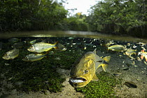Dourado (Salminus brasiliensis) and Fish (Brycon microlepis) group, Olho D'agua River, Brazil