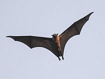 Indian Flying Fox (Pteropus giganteus) flying, Pench National Park, India