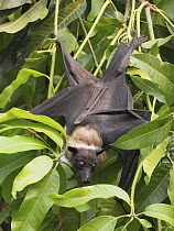 Indian Flying Fox (Pteropus giganteus) roosting, Pench National Park, India