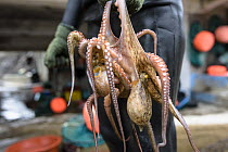 Octopuses collected by Haenyeo, a traditional fishing diver, Jeju island, South Korea