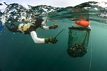 Haenyeo, a traditional fishing diver, with catch, Jeju Island, South Korea