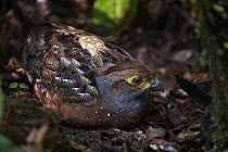 Marbled Wood-Quail (Odontophorus gujanensis), Manu National Park, Peru