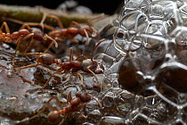 Army Ant (Labidus sp) group trying to predate froghopper protected by bubbles, Manu National Park, Peru