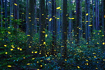 Japanese Firefly (Luciola parvula) group flying in forest, Japan