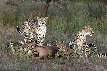 Cheetah (Acinonyx jubatus) mother and one-year-old cubs with Impala (Aepyceros melampus) kill, Mashatu Game Reserve, Botswana