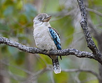 Blue-winged Kookaburra (Dacelo leachii), Northern Territory, Australia