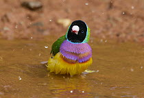 Gouldian Finch (Chloebia gouldiae) male bathing at pond, Kimberley, Western Australia, Australia