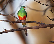 Mulga Parrot (Psephotus varius), Western Austrlia, Australia