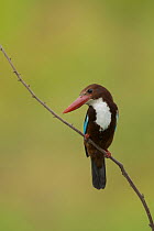 White-throated Kingfisher (Halcyon smyrnensis), Cambodia