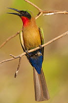 Red-throated Bee-eater (Merops bulocki) calling, Niokolo-Koba National Park, Senegal