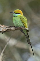 Little Green Bee-eater (Merops orientalis), Mudumalai National Park, India