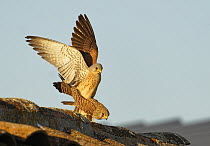 Lesser Kestrel (Falco naumanni) pair mating, Spain
