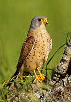 Lesser Kestrel (Falco naumanni) male, Spain