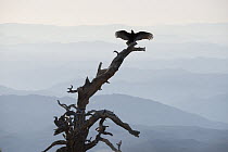 Turkey Vulture (Cathartes aura) basking, Sierra de San Pedro Martir National Park, Baja California, Mexico