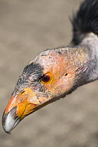 California Condor (Gymnogyps californianus) juvenile, native to North America