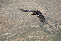 California Condor (Gymnogyps californianus) with wing tags flying, Sierra de San Pedro Martir National Park, Baja California, Mexico