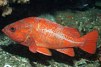 Vermilion Rockfish (Sebastes miniatus), Point Lobos State Reserve, California