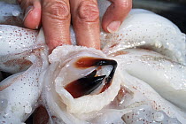 Humboldt Squid (Dosidicus gigas) beak, San Diego, California