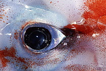 Humboldt Squid (Dosidicus gigas) eye, San Diego, California