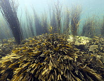 Bladder Wrack (Fucus vesiculosus) and Sea Thong (Himanthalia elongata), Bay of Biscay, France