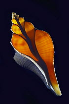 Chambered Nautilus (Nautilus pompilius) shell cross-section showing chambers
