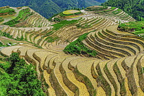 Terraced rice fields, Longsheng, China