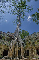 Tree growing over temple, Angkor Wat, Cambodia