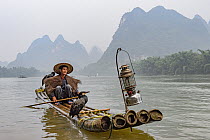 Great Cormorant (Phalacrocorax carbo) group used by fisherman to catch fish, China