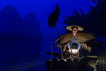 Great Cormorant (Phalacrocorax carbo) used by fisherman to catch fish, China