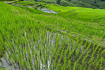 Rice terraces, Yuanyang, China