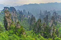 Limestone pinnacles in misty mountains, Zhangjiajie National Park, China