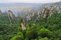 Limestone pinnacles in misty mountains, Zhangjiajie National Park, China