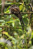 Swallow-tailed Nightjar (Uropsalis segmentata) male, Ecuador