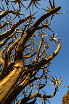 Quiver Tree (Aloe dichotoma), Northern Cape, South Africa