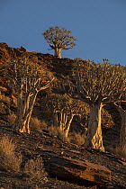 Quiver Tree (Aloe dichotoma) group, Western Cape, South Africa