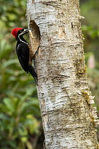 Powerful Woodpecker (Campephilus pollens) male bringing caterpillar prey to nest cavity, Ecuador