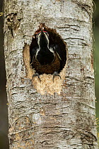 Powerful Woodpecker (Campephilus pollens) male at nest cavity, Ecuador