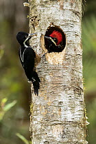 Powerful Woodpecker (Campephilus pollens) female bringing prey to male in nest cavity, Ecuador