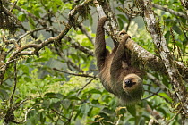 Hoffmann's Two-toed Sloth (Choloepus hoffmanni), Ecuador