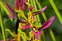 White-tipped Sicklebill (Eutoxeres aquila) hummingbird feeding on flower nectar, Ecuador