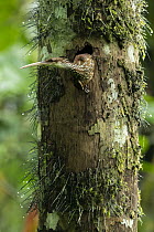 Long-billed Woodcreeper (Nasica longirostris) in nest cavity, Ecuador