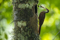 Long-billed Woodcreeper (Nasica longirostris) bringing nest material to nest cavity, Ecuador