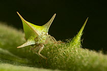 Treehopper (Alchisme sp) mimicking thorns, Amazon, Ecuador