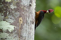 Red-necked Woodpecker (Campephilus rubricollis) male, Ecuador