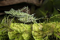 Lichen Katydid (Markia hystrix) mimicking lichen, Ecuador