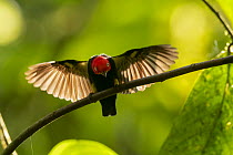 Red-capped Manakin (Pipra mentalis) male displaying at lek, Ecuador