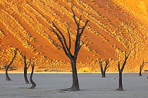 Acacia (Acacia sp) dead trees and sand dunes, Dead Vlei, Namib-Naukluft National Park, Namib Desert, Namibia