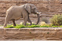 African Elephant (Loxodonta africana) bull in dry river bed, Hoanib River, Namibia