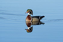 Wood Duck (Aix sponsa) male, Island Lake Recreation Area, Michigan